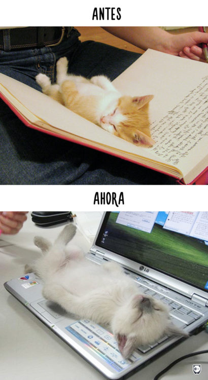 gato durmiendo en una libreta antes y ahora en el teclado de una laptop