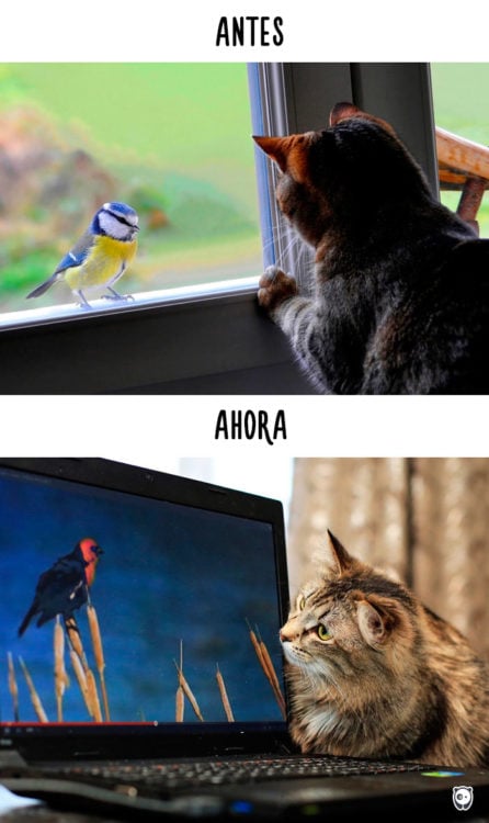gato viendo un pájaro en la ventana antes y viendo un pájaro en la computadora ahora