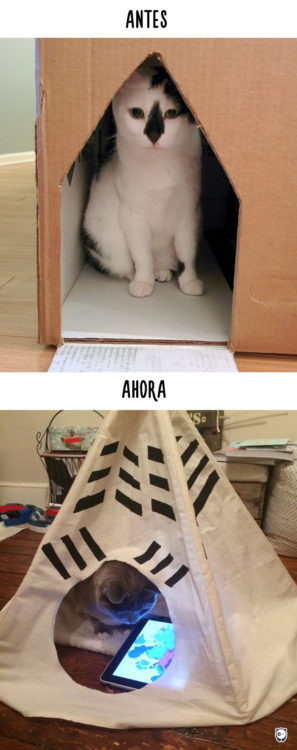 gato en su casa antes y ahora con un ipad