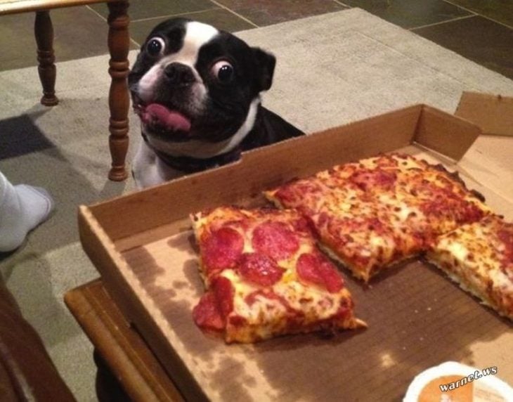 Perro con los ojos desorbitados mientras ve una pizza