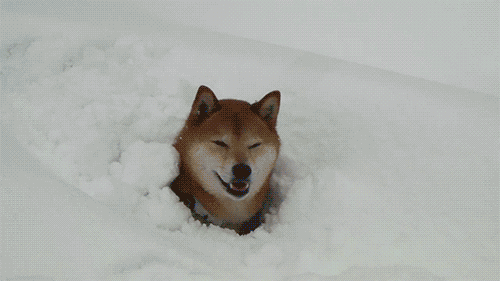 Gif perro buscando su pelota en la nieve