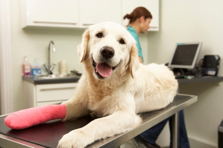 Perro en el veterinario