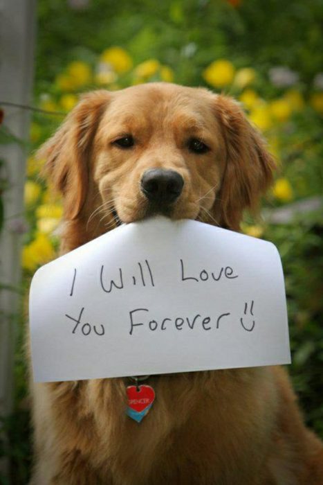 Imagen de perro con un papel que dice: Te amaré por siempre =)