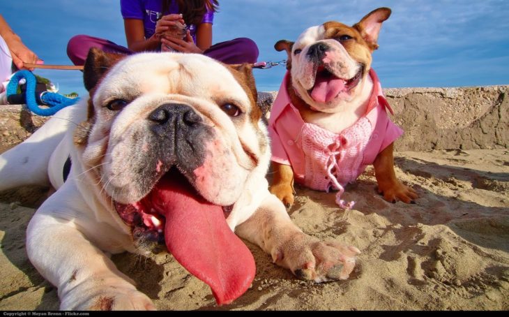 Bulldogs felices