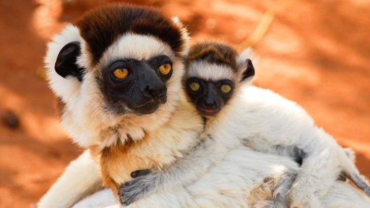 Sifaka de Verreaux cargando a su cría en la espalda 