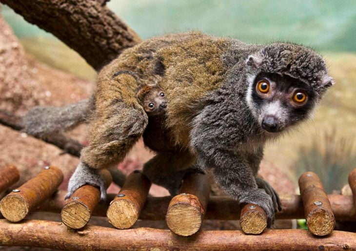 mangosta protegiendo a su cría 