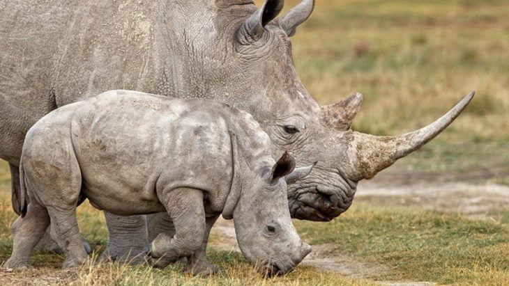 foto de una rinoceronte a lado de su pequeña cría 