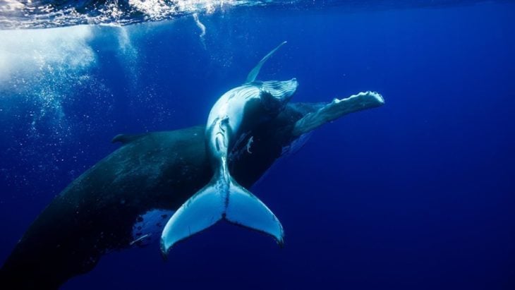 imagen de una ballena jorobada nadando con su cría 