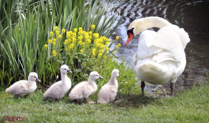 Cisne cuidando a sus crías a la orilla de un río 