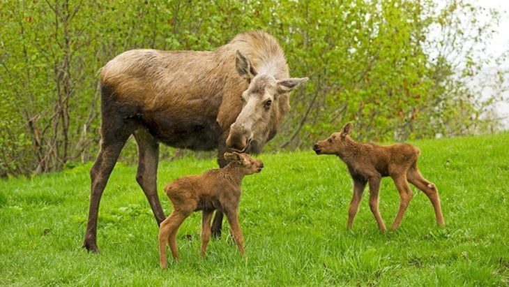 25 datos asombrosos de las increíbles madres del reino animal (16)