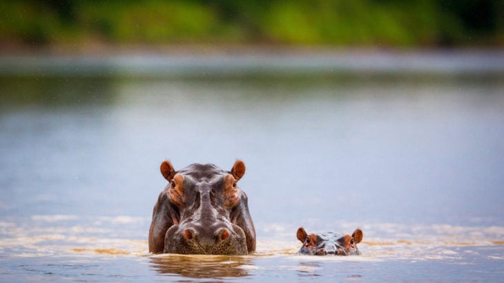hipopótamo nadando a lado de su bebé 