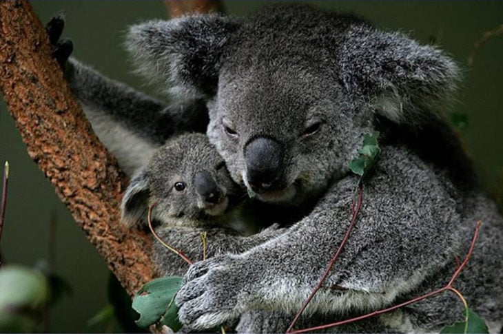 koala abrazando a su cría 