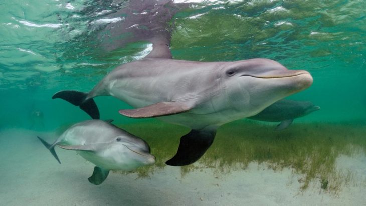mamá delfín nadando junto a su cría 