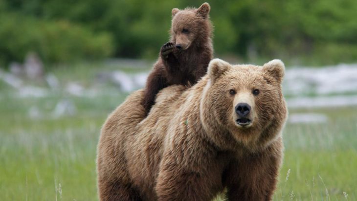 oso pardo cargando a su cría sobre su espalda 