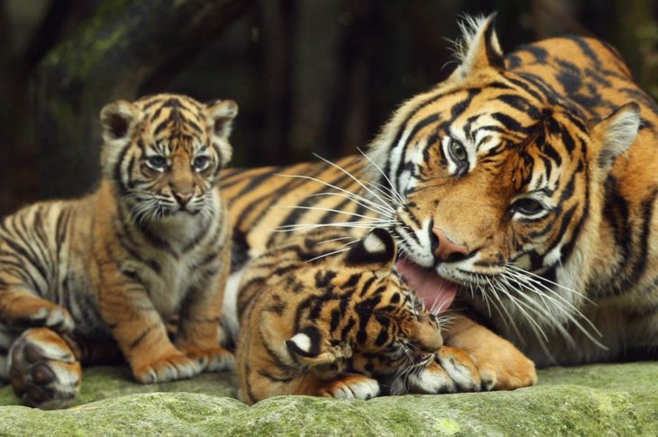 hembra tigre rodeada de sus crías 