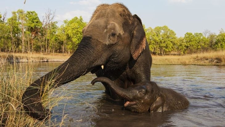 elefante cuidando a su cría 