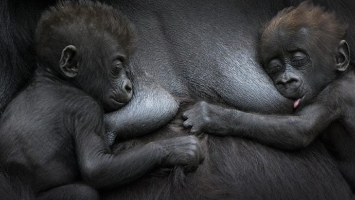 gorila amamantando a sus crías 