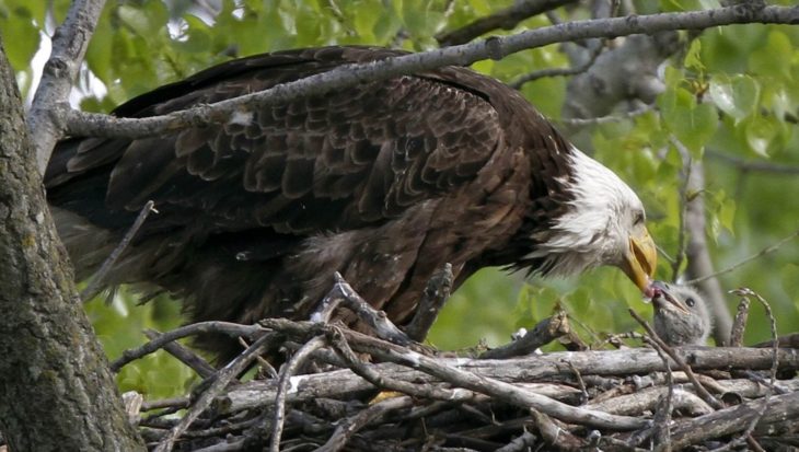 águila calva americana alimentando a su cría 