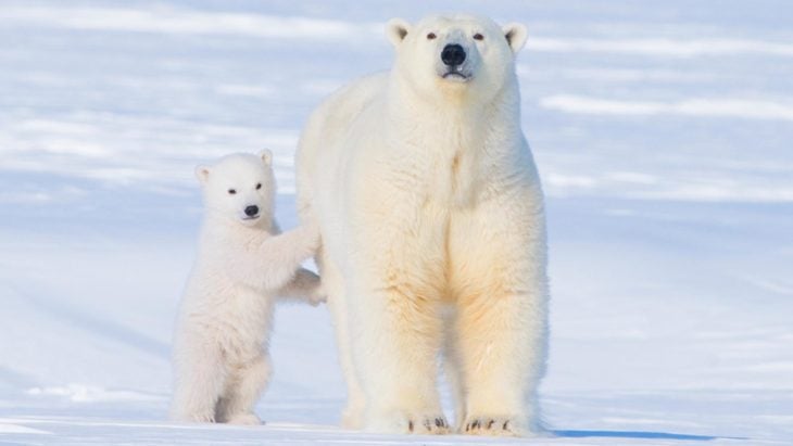 Hembra oso polar a lado de su cría 