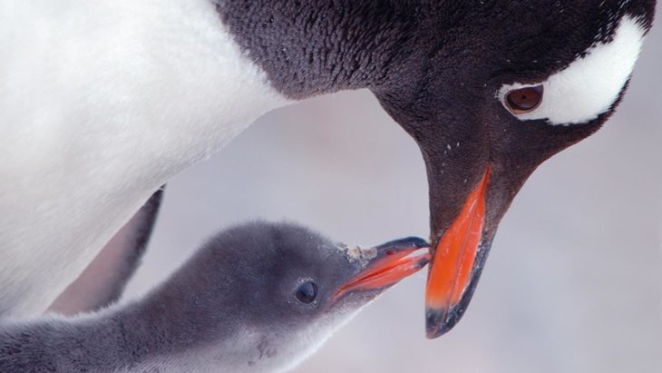 Pingüino papúa sobre su cría 