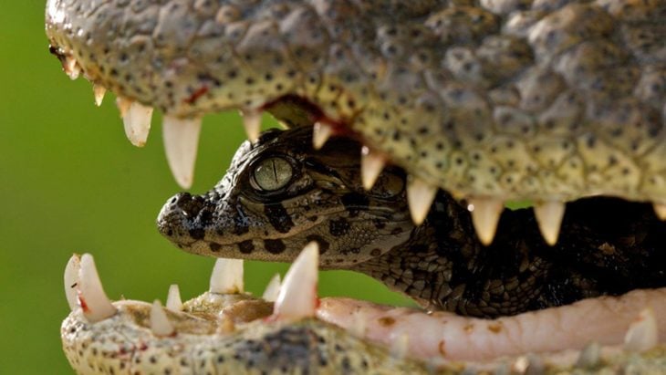 hembra caimán cuidando de su cría dentro de su boca 