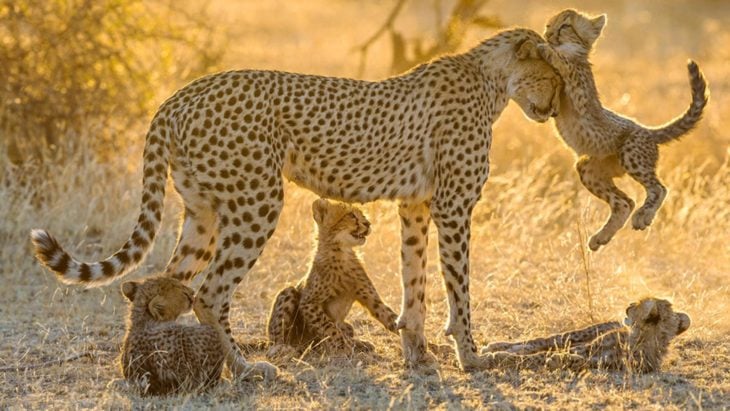 fotografía de una hembra guepardo rodeada de sus crías 
