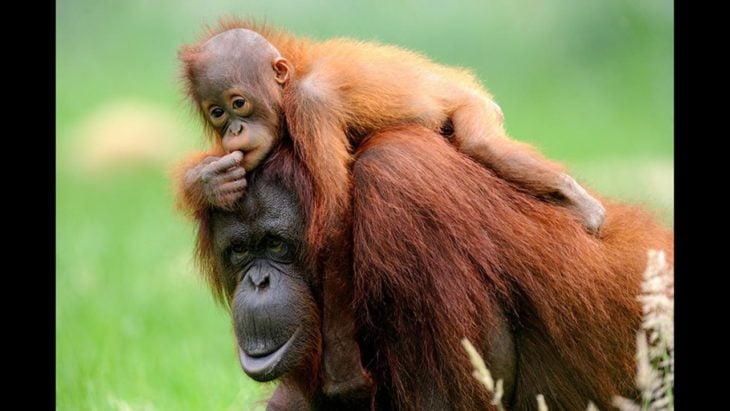 fotografía de un orangután con su cría en la espalda 