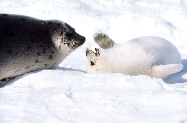 hembra foca cuidando a su cría 