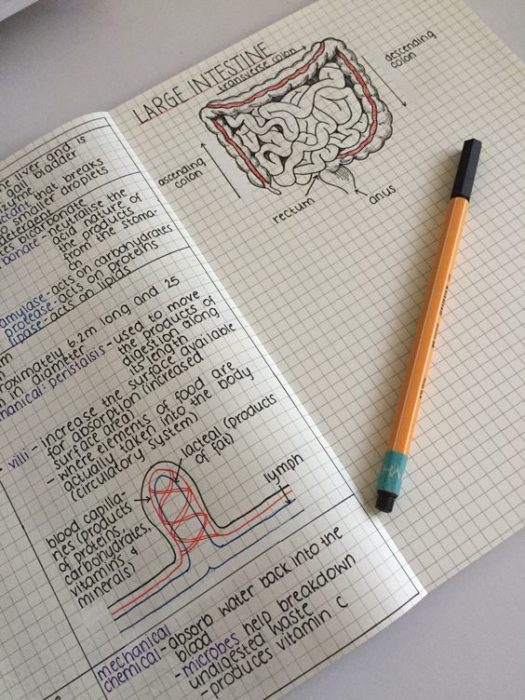 Apuntes organizados e inspiradores. Libreta con apuntes de anatomía con dibujos bien hechos y una tipografía muy bien cuidada