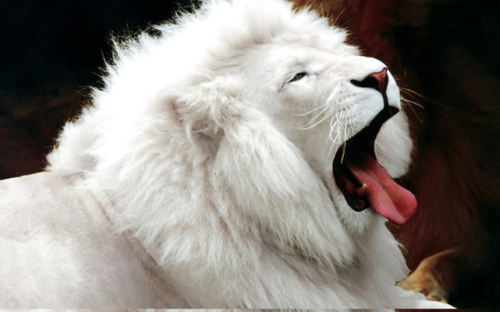 león blanco