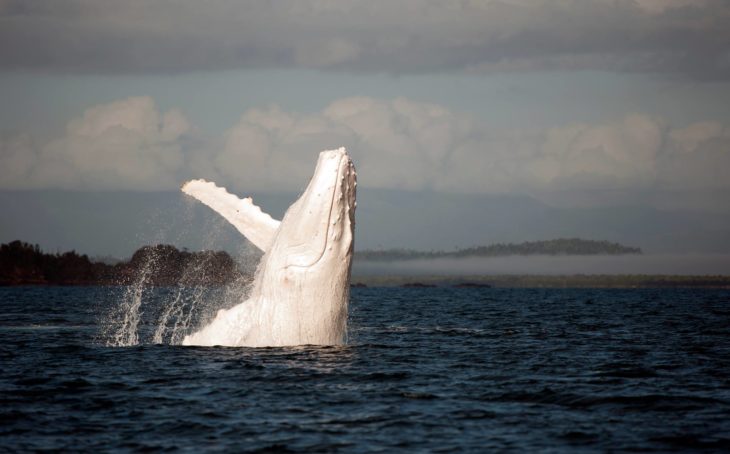 una ballena