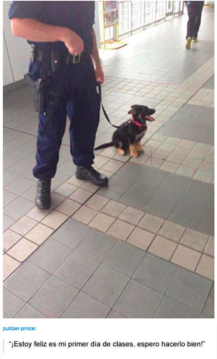 CACHORRO PERRO POLICIA