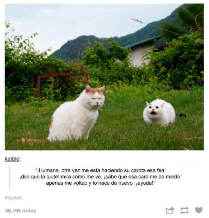 gato chipil