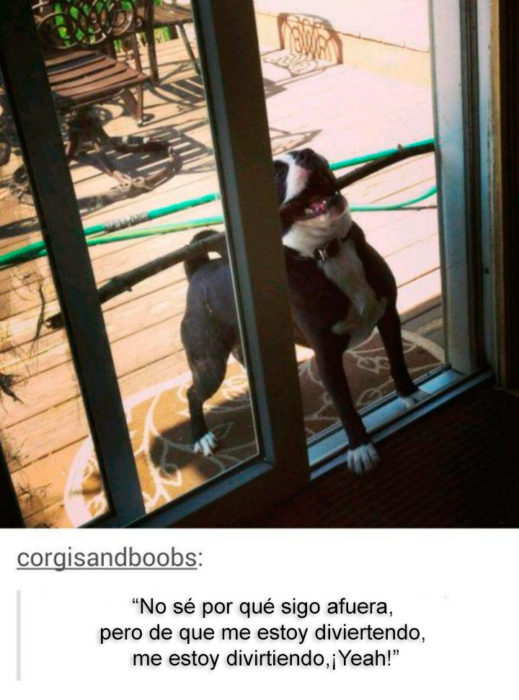 PERRO INTENTANDO METER UN PALO POR LA PUERTA PERO NO PUEDE PORQUE NO SABE CÓMO