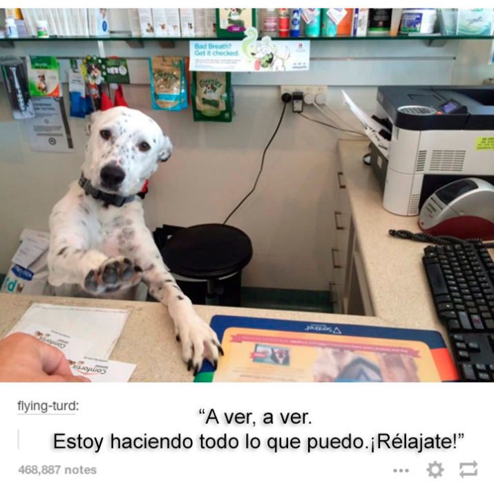 UN PERRO OFICINISTA