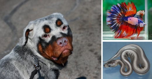 Animales con características únicas