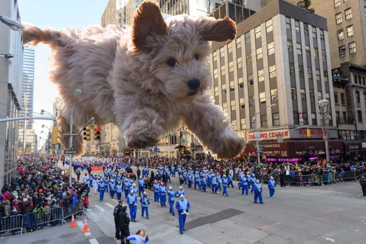 PERRITO SALTANDO SOBRE UN DESFILE