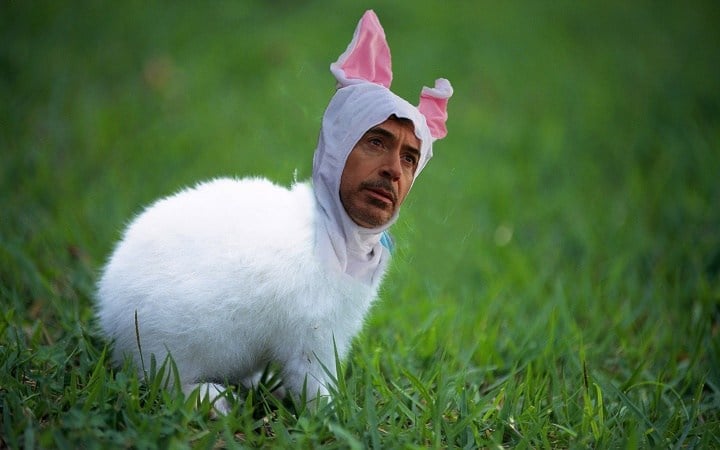 Cara de Robert Downey Jr vestido de conejo sobre un cuerpo de un conejo real 