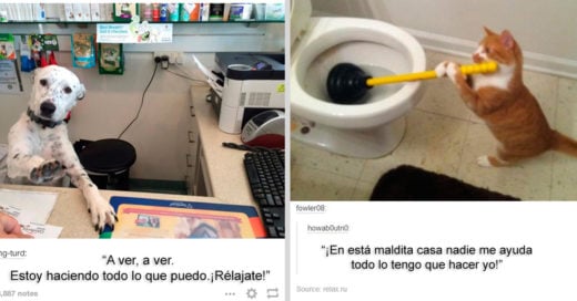 Publicaciones de Tumblr que solo un animal podría hacer