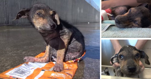 Perro abandonado en un canal es rescatado y su recuperación es asombrosa