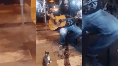 gif del músico callejero que llamó la atención de cuatro pequeños gatos 
