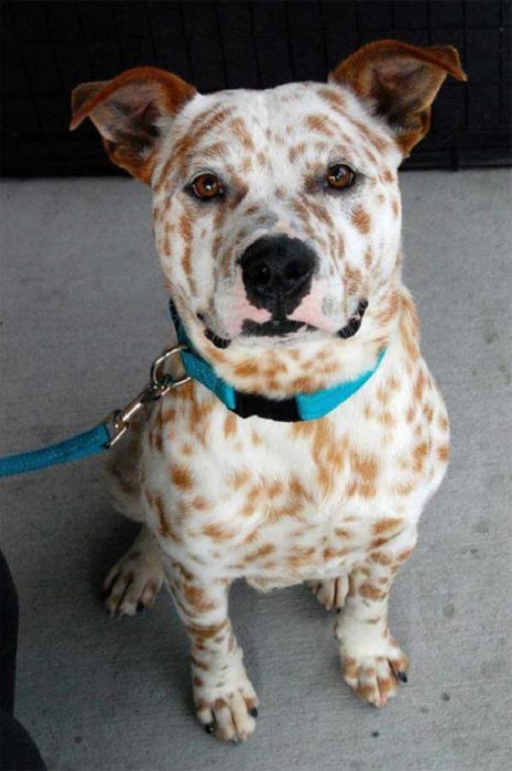 foto de un perro con marcas parecidas a las de una jirafa