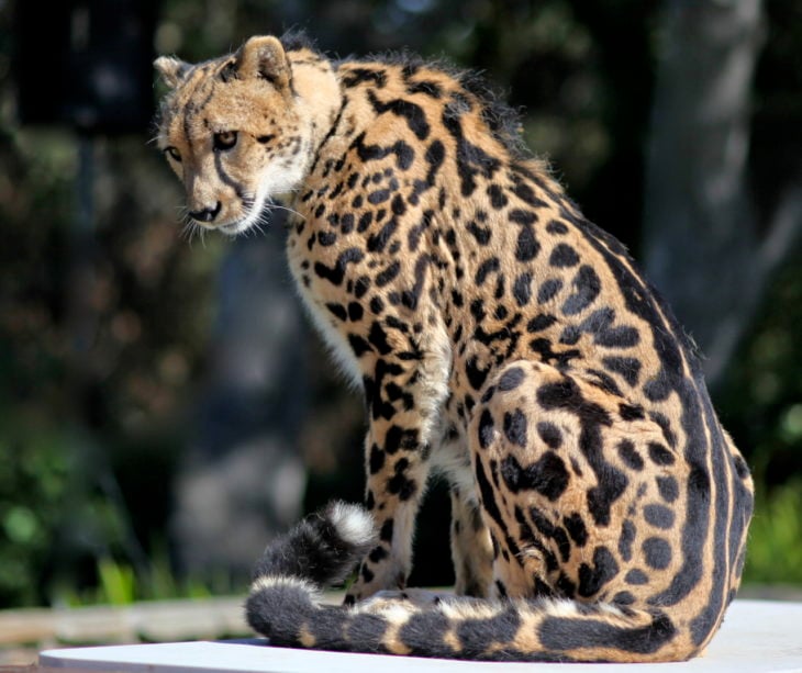 imagen de un guepardo del rey con marcas en su espina dorsal 