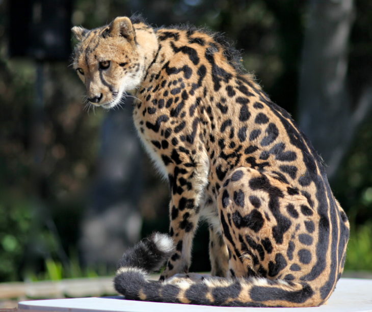 imagen de un guepardo del rey con marcas en su espina dorsal 