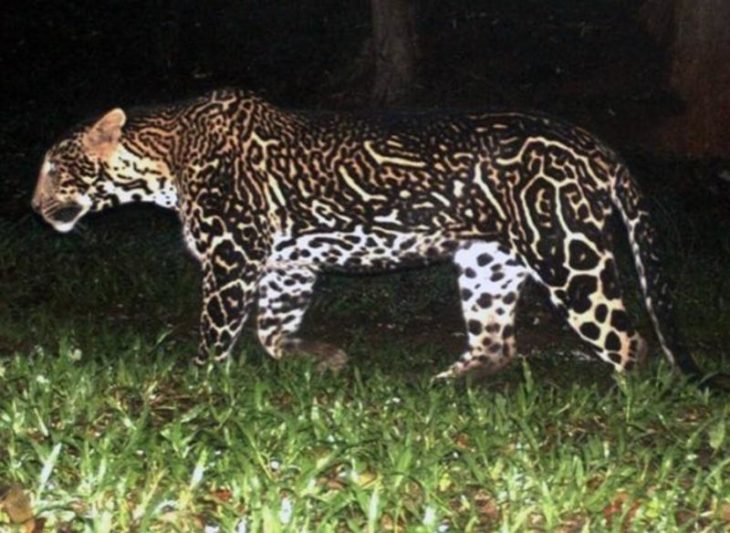 foto de un leopardo con un pelaje y marcas pronunciadas