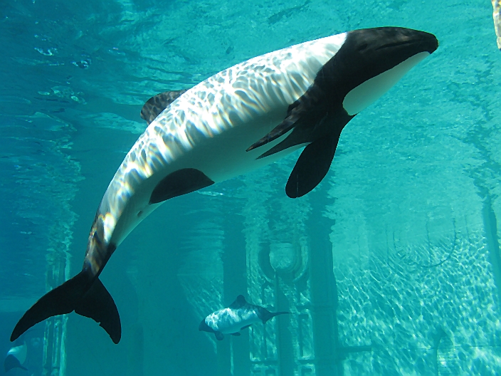foto de un delfín blanco con marcas negras mejor conocido como delfín panda 