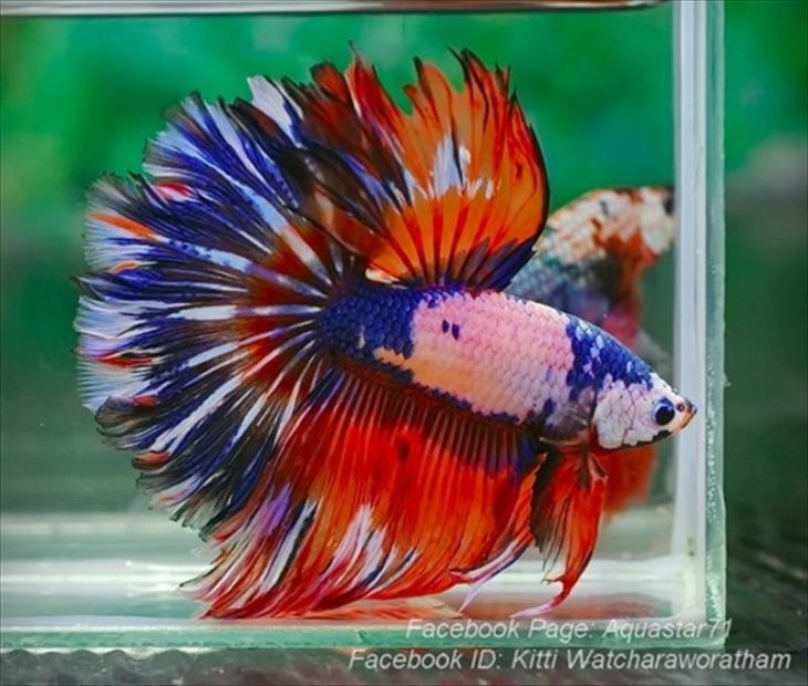 imagen de un pez beta de diversos colores 