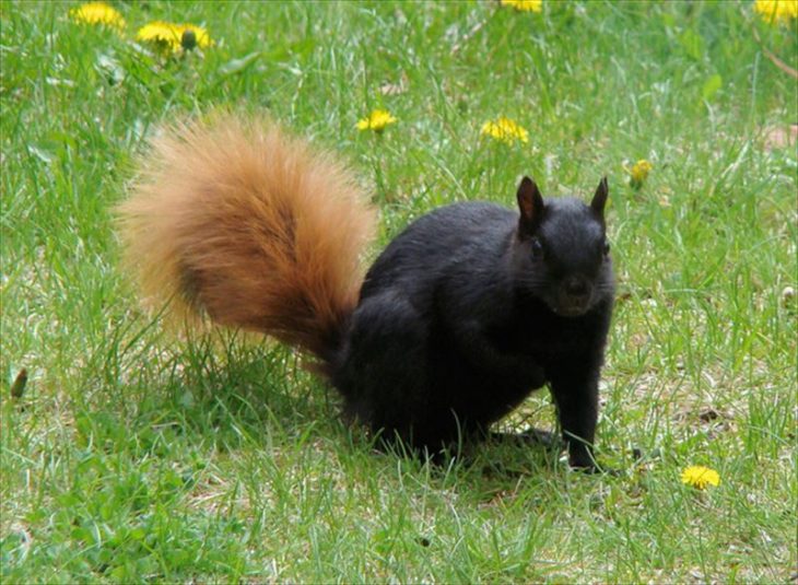 foto de una ardilla negra con la cola café 