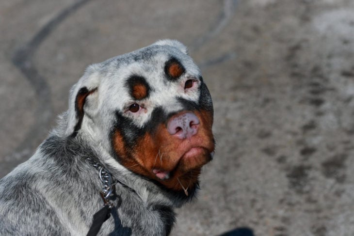 perro rottweiler blanco con manchas cafés 