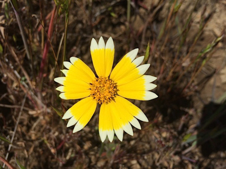 foto de una flor con un interior perfecto